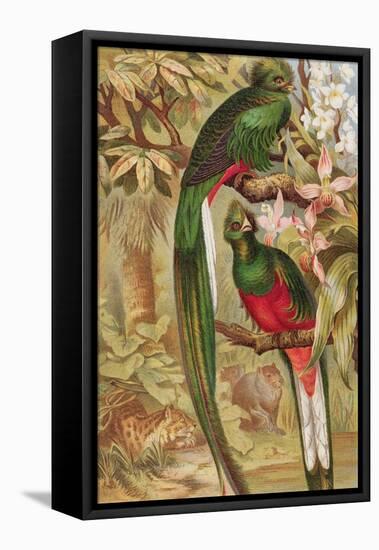 Quetzal-null-Framed Premier Image Canvas