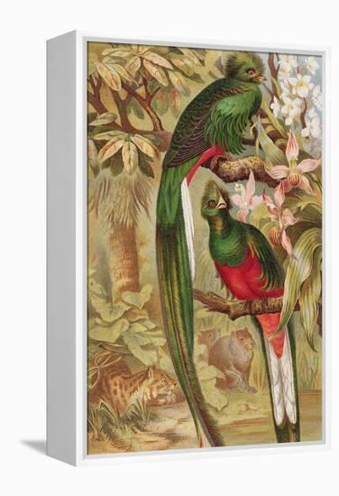 Quetzal-null-Framed Premier Image Canvas