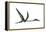 Quetzalcoatlus Predatory Pterosaur-null-Framed Stretched Canvas