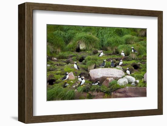 Quidi Vidi Harbor, St. Johns, Newfoundland, Canada-Greg Johnston-Framed Photographic Print