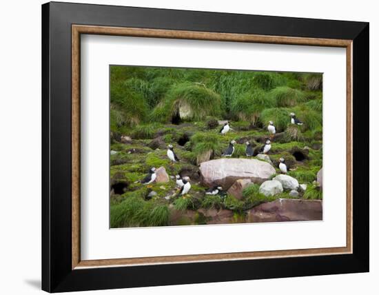 Quidi Vidi Harbor, St. Johns, Newfoundland, Canada-Greg Johnston-Framed Photographic Print