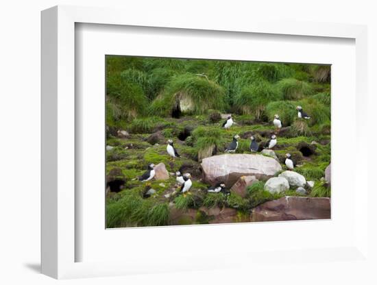 Quidi Vidi Harbor, St. Johns, Newfoundland, Canada-Greg Johnston-Framed Photographic Print