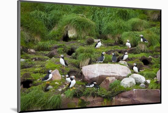 Quidi Vidi Harbor, St. Johns, Newfoundland, Canada-Greg Johnston-Mounted Photographic Print