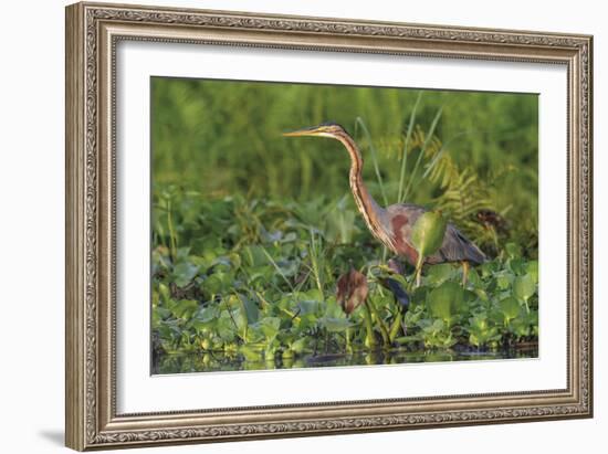 Quiet Approach-Staffan Widstrand-Framed Giclee Print