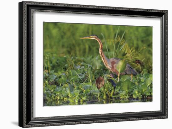 Quiet Approach-Staffan Widstrand-Framed Giclee Print