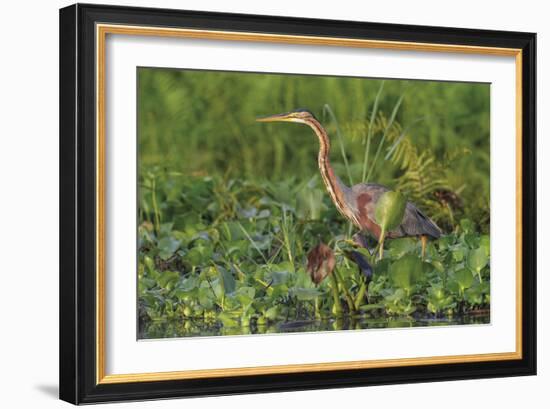 Quiet Approach-Staffan Widstrand-Framed Giclee Print