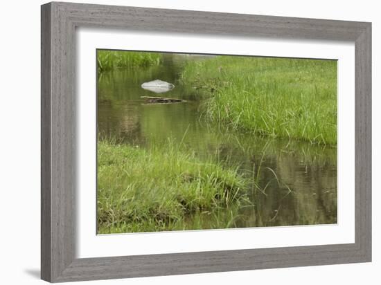 Quiet Creek High in the Jemez Mountains-null-Framed Photographic Print