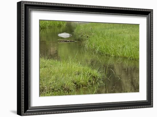 Quiet Creek High in the Jemez Mountains-null-Framed Photographic Print