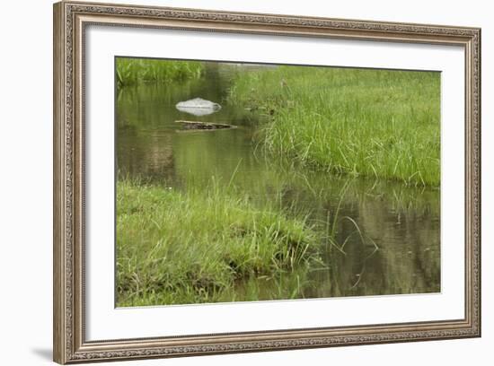 Quiet Creek High in the Jemez Mountains-null-Framed Photographic Print