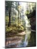 Quiet Forest-Bill Makinson-Mounted Giclee Print