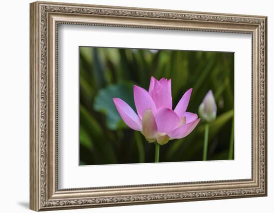 Quiet Lotus-Nancy Crowell-Framed Photographic Print