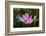 Quiet Lotus-Nancy Crowell-Framed Photographic Print