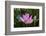 Quiet Lotus-Nancy Crowell-Framed Photographic Print