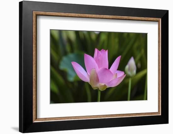 Quiet Lotus-Nancy Crowell-Framed Photographic Print