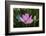 Quiet Lotus-Nancy Crowell-Framed Photographic Print