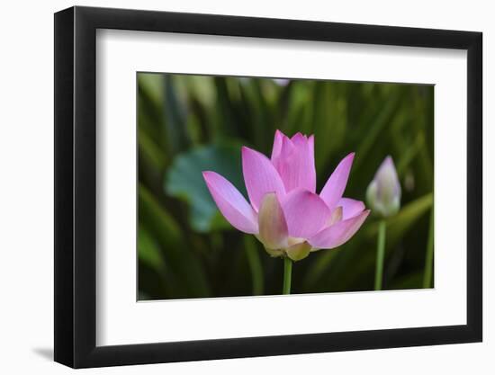 Quiet Lotus-Nancy Crowell-Framed Photographic Print