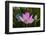 Quiet Lotus-Nancy Crowell-Framed Photographic Print