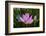 Quiet Lotus-Nancy Crowell-Framed Photographic Print