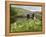 Quiet Man Bridge, Near Maam Cross, Connemara, County Galway, Connacht, Republic of Ireland-Gary Cook-Framed Premier Image Canvas