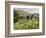 Quiet Man Bridge, Near Maam Cross, Connemara, County Galway, Connacht, Republic of Ireland-Gary Cook-Framed Photographic Print