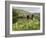 Quiet Man Bridge, Near Maam Cross, Connemara, County Galway, Connacht, Republic of Ireland-Gary Cook-Framed Photographic Print