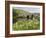 Quiet Man Bridge, Near Maam Cross, Connemara, County Galway, Connacht, Republic of Ireland-Gary Cook-Framed Photographic Print