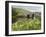 Quiet Man Bridge, Near Maam Cross, Connemara, County Galway, Connacht, Republic of Ireland-Gary Cook-Framed Photographic Print