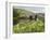 Quiet Man Bridge, Near Maam Cross, Connemara, County Galway, Connacht, Republic of Ireland-Gary Cook-Framed Photographic Print