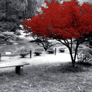 Spot Color Photography Art Prints Paintings Posters Framed Wall Artwork For Sale Art Com