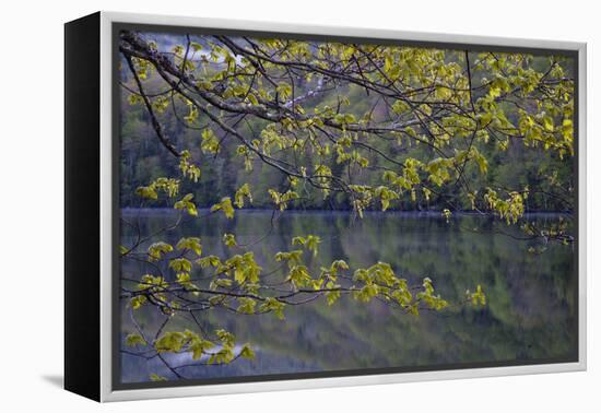 Quiet Morning in Fall, Cabot Trail, Cape Breton, Nova Scotia, Canada, North America-Patrick J. Wall-Framed Premier Image Canvas