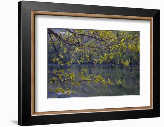 Quiet Morning in Fall, Cabot Trail, Cape Breton, Nova Scotia, Canada, North America-Patrick J. Wall-Framed Photographic Print