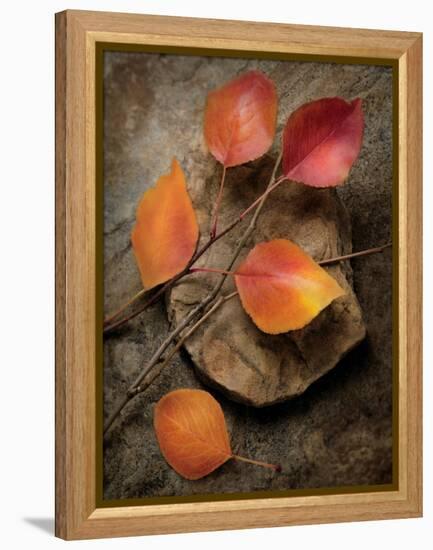 Quiet Nature Fall Collection 3-Julie Greenwood-Framed Stretched Canvas