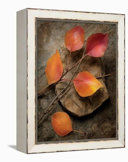 Quiet Nature Fall Collection 3-Julie Greenwood-Framed Stretched Canvas