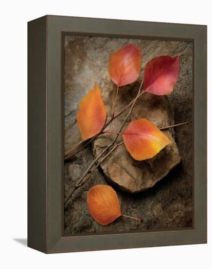 Quiet Nature Fall Collection 3-Julie Greenwood-Framed Stretched Canvas