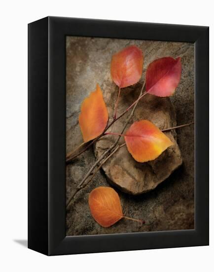 Quiet Nature Fall Collection 3-Julie Greenwood-Framed Stretched Canvas