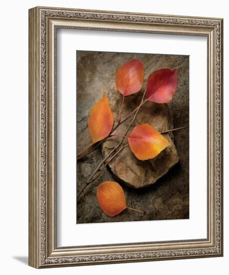 Quiet Nature Fall Collection 3-Julie Greenwood-Framed Premium Giclee Print