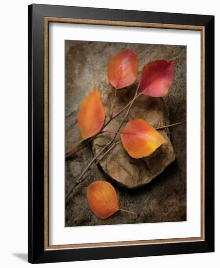 Quiet Nature Fall Collection 3-Julie Greenwood-Framed Art Print