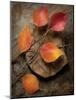 Quiet Nature Fall Collection 3-Julie Greenwood-Mounted Art Print