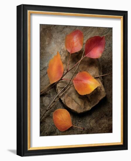 Quiet Nature Fall Collection 3-Julie Greenwood-Framed Premium Giclee Print