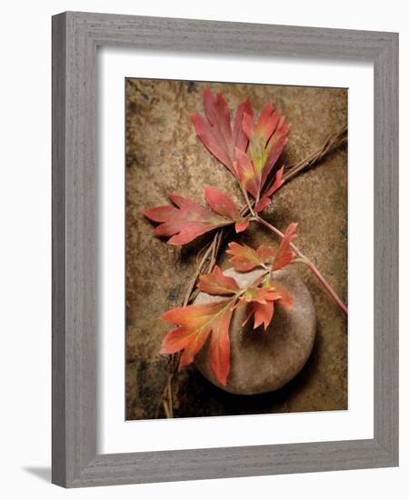 Quiet Nature Fall Collection 4-Julie Greenwood-Framed Art Print