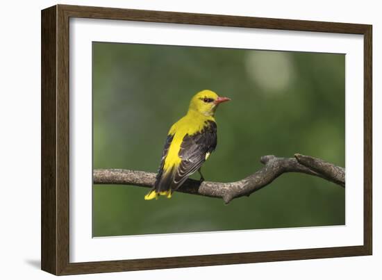 Quiet Pause - Rest-Staffan Widstrand-Framed Giclee Print