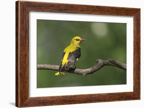 Quiet Pause - Rest-Staffan Widstrand-Framed Giclee Print