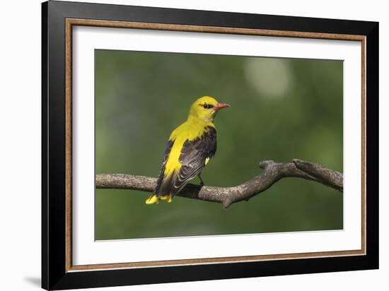 Quiet Pause - Rest-Staffan Widstrand-Framed Giclee Print