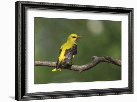 Quiet Pause - Rest-Staffan Widstrand-Framed Giclee Print