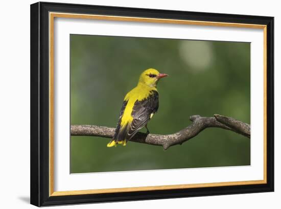 Quiet Pause - Rest-Staffan Widstrand-Framed Giclee Print