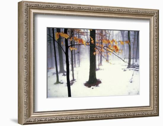 Quiet Woods-David Winston-Framed Giclee Print