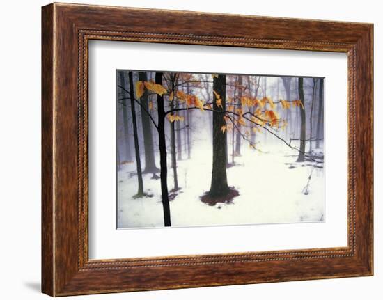 Quiet Woods-David Winston-Framed Giclee Print