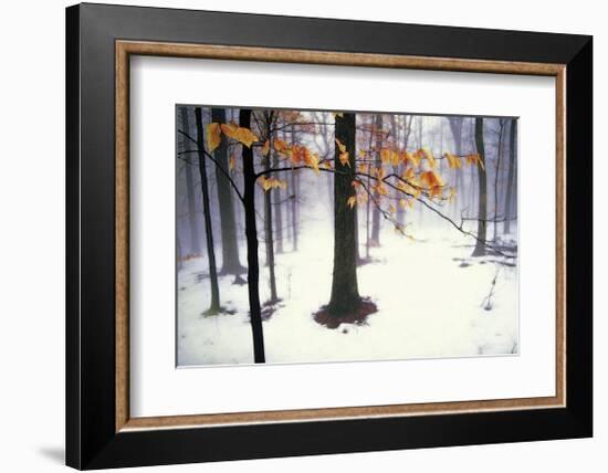 Quiet Woods-David Winston-Framed Giclee Print