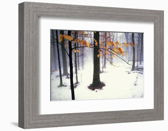 Quiet Woods-David Winston-Framed Giclee Print