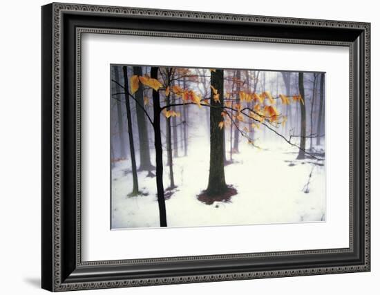 Quiet Woods-David Winston-Framed Giclee Print
